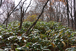 柄山　2013年11月3日